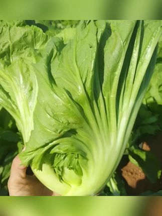 【大叶甜芥菜种子】阳台庭院四季盆栽种植农家菜园地芥兰蔬菜种籽#大叶甜芥菜种子 #阳台种植 #庭院种植 #四季种植 #蔬菜种籽