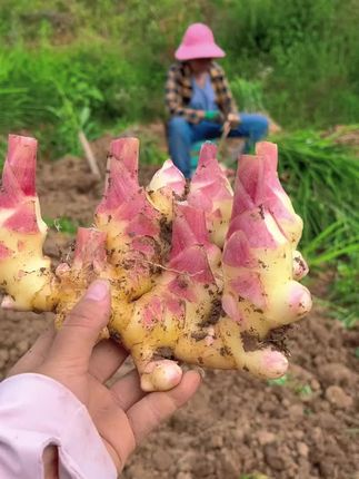 #贵州小黄姜#子姜#优质农产品