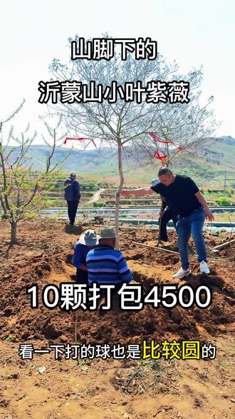 沂蒙山脚下农户养了几十颗小叶紫薇,树型真漂亮 #紫薇 #庭院设计 #花的世界很美