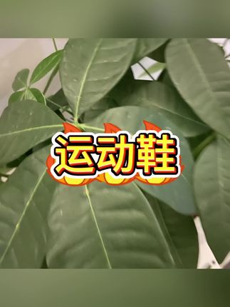 啄木鸟老爹鞋透气不闷脚,厚底増高秒变大长腿 #老爹鞋 #啄木鸟 #好鞋推荐