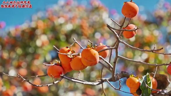 全球9%铝产能可能停产,但市场根本不在乎! #财经 #金属 #铝价 #热点