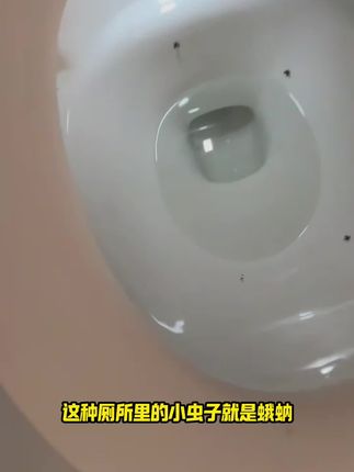 还在为家里有蟑螂而烦恼?你就用用这个#呋虫胺 , 一只中招,传染一大片,这下家里清爽多了!#蟑螂 #蟑螂药