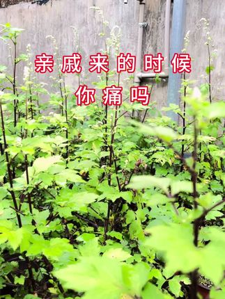 红毛芹菜煮鸡蛋月经不调,痛经的一吃一个准#植物科普 #植物 #一日一植物 #药用植物 #乡村生活