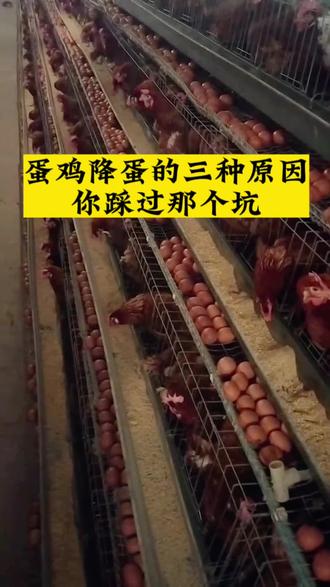 #抖音养鸡人 #蛋鸡养殖 #科学养鸡 #养鸡场 #鸡蛋 蛋鸡降蛋的三种情况,你踩过那个坑?欢迎大家评论区留言