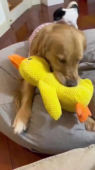 小黄鸭狗狗玩具发声陪睡磨牙耐咬自嗨解闷小中大型犬宠物幼犬 #宠物玩具 #狗狗磨牙 #解闷神器 #耐咬玩具 #萌宠日常