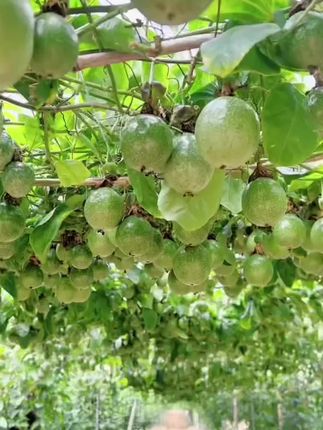 钦蜜九号百香果苗,纯甜无酸的百香果,果肉饱满多汁,果香味浓郁,嫁接苗,种植3-5个月爆满果子,打造一个属于自己的的百香果园,实现百香果自由,盆栽,地栽