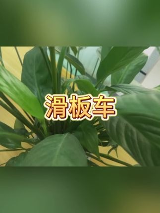 #滑板车 #儿童滑板车 #溜溜车