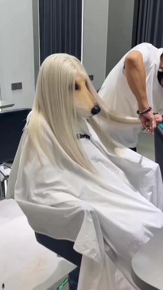 犬界贞子 阿富汗猎犬 #阿富汗猎犬 #神奇宠物在这里 #动物科普知识 #宠物时尚 #狗狗造型