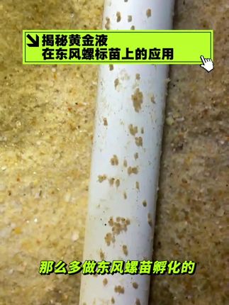 揭秘黄金液在东风螺标苗上的应用! #特种水产养殖 #东风螺养殖 #花螺养殖 #东风螺 #花螺