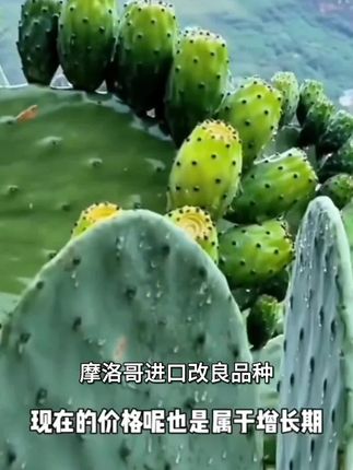 【红钻改良仙人掌】摩洛哥进口改良品种仙人掌红钻红花#数值调节钮如何设置 #ppt演讲模式 #论文参考文献怎么引用 #column函数是什么意思