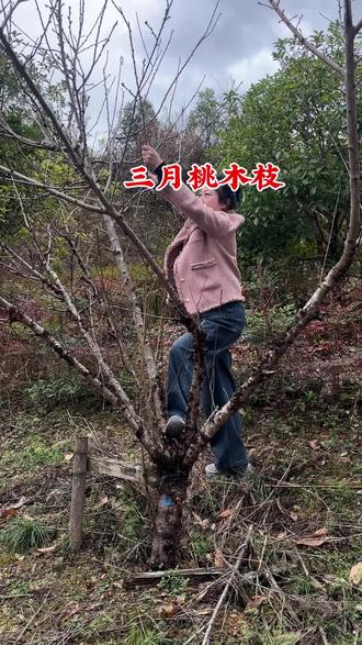 桃木东南枝#三月桃木#七根七厘米桃木#五彩绳编织 #民间手艺