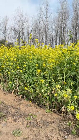 你学会了吗?#随变一拍都很夯 #抖音玩法合伙人计划 #林俊杰 #林俊杰jj20世界巡回演唱会 #林俊杰演唱会