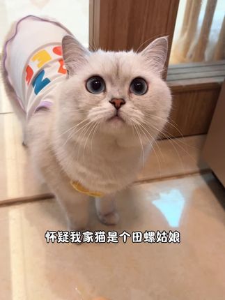 小西米是只淘气喵