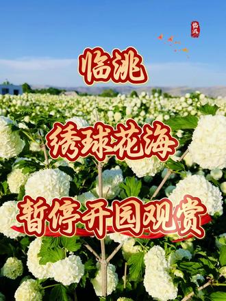 临洮
绣球花海
暂停开园观赏
请大家广而告之
#总有一片花海为你盛开 #绣球花海
#蓝天白云绣球花 #明年再见