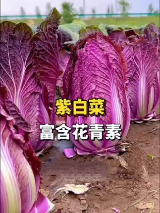 紫白菜种子,富含满满的花青素。#紫白菜#紫白菜富含花青素 #家庭种植