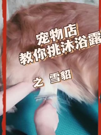 雪貂留香狗狗沐浴露,500ml抑菌祛味#抖音618好物节 #狗狗 #狗狗沐浴露 #宠物沐浴露 #雪貂留香