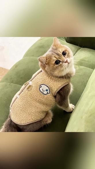 猫咪衣服秋冬可牵引防掉毛加绒保暖金渐层布偶猫蓝猫英短可爱绒衣 萌猫穿上秒变小暖炉! #猫咪穿搭 #秋冬宠物保暖 #防掉毛神器 #布偶猫日常 #铲屎官必备