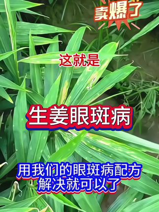 #太溪邦 #抖音助农 #生姜种植基地 #增产增收才是硬道理 #生姜种植生姜 眼斑病会传染的,真的一定要及时打药哦姜!