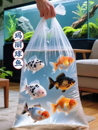 新手养鱼选啥?直接锁死玛丽球鱼! 圆滚滚像小皮球,游起来憨态可掬,看一眼就治愈;自带“清洁属性”,啃藻吃油膜,鱼缸常清超省心。 脾气好到没话说,混养孔雀鱼、月光鱼妥妥和谐;对水质水温不挑剔,新手偶尔马虎也不怕,妥妥的入门友好款。 更惊喜的是卵胎生体质,养着养着就“添丁进口”,轻松实现“鱼丁兴旺”! 想开启养鱼快乐?几条玛丽球鱼,让你从新手秒变“养鱼小能手”~#鱼缸里的大自然 #观赏鱼世界 #可爱萌宠 #轻松养鱼 #玛丽球鱼