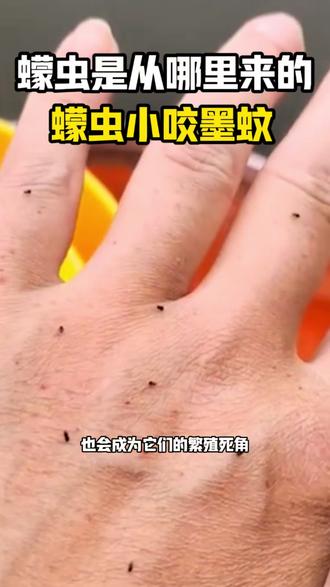 蠓虫是从哪里来的 被看不见的小黑虫咬得奇痒红肿抓烂留疤?这大概率是蠓虫在搞鬼!它俗称“小咬”“墨蚊”,体型微小、飞行无声,叮咬后瘙痒感远超蚊子,还可能引发过敏感染。蠓虫的滋生核心是持续潮湿和有机物,主要来源是室外,池塘水沟、湖边草地、落叶腐殖土都是高发区,夏秋雨后尤其活跃。室内地漏积水、花盆托盘、空调接水盘、阳台湿土,也会成为它们的繁殖死角。想彻底摆脱困扰,除了勤清积水死角,还需搭配专用杀虫剂做全屋消杀,从源头切断滋生链,守护居家清爽。#蠓虫#咩咩蚊#小咬怎么这么多 #墨蚊 #小咬蠓虫