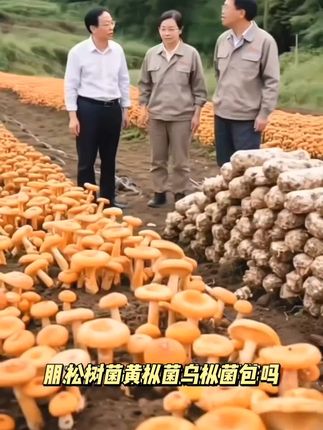松树菌黄枞菌乌枞菌包优质母种高产家种菌种人工培植室内外可种植