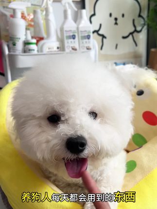 炒鸡可爱的胸背牵引绳,家里有毛孩子的快点冲!#宠物用品 #萌宠 #牵引绳推荐 #胸背#家有比熊