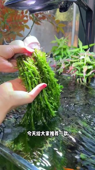 懒人水草天花板!蜈蚣草丢缸就爆缸
#蜈蚣草 #水草 #鱼缸造景 #新手水草 #懒人水草 #净水水草 #观赏鱼 #草缸 #古法鱼缸 #养鱼必备神器