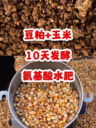 豆粕➕玉米打成粉,10天发酵氨基酸水肥#水肥 #自制肥料 豆粕➕玉米打成粉,10天发酵氨基酸水肥#水肥 #自制肥料 #水肥发酵技术