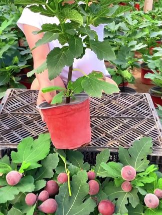 无花果树苗波姬红品种红色大果矮生阳台院子南北皆可种植商品果#无花果 #无花果苗 #无花果种植 #盆栽绿植 #绿植盆栽