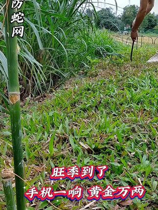 #乡村生活 #防护网 #我的农村生活 #防长虫网