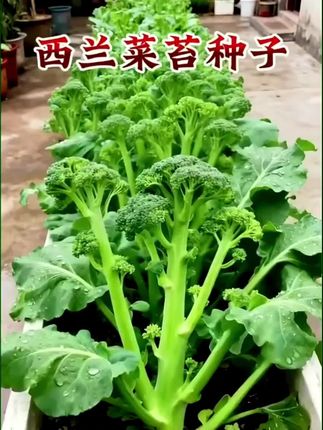 #西兰菜苔 西蓝花大家都吃过,但是很少人吃过西兰菜苔,它营养丰富好种植#阳台花盆小院均可种植 #西兰菜苔种子