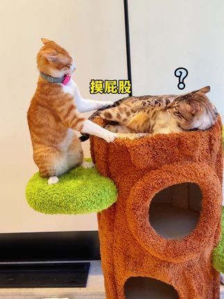 小锋小志的猫咪小院