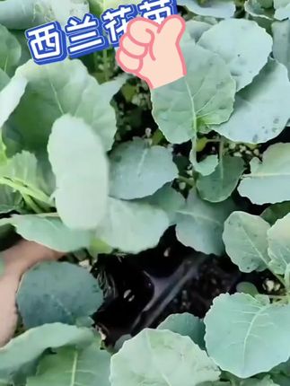 #蔬菜种植 #种菜小技巧 #种植技术分享 #西兰花苗#三农