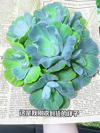 #水草造景 #养鱼日记 #水芙蓉 水面上绽放的水芙蓉,简直是水族箱里的天然装饰师。那舒展的叶片像一朵朵迷你绿荷,漂浮在水面上清新雅致,为鱼缸增添了一抹灵动的自然气息。 更难得的是,它不仅颜值在线,还是净化水质的小能手,能悄悄吸附水中杂质,让鱼缸环境更洁净。最让人省心的是它的养护——根本不用费心照料,随便往缸里一放,就能默默生长、不断繁殖,很快就能铺满一片,连新手也能轻松驾驭。 有了水芙蓉,鱼缸里既有景致又省心,养鱼赏景两不误~