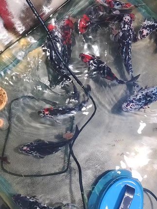 短尾草金鱼渔场直发