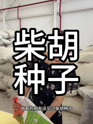 柴胡纯新种子#柴胡#北柴胡