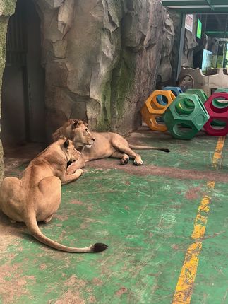 把自己当成一个逗猫棒#狮子#猛兽@被迫营业的饲养员