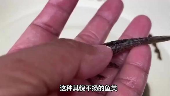 清道夫鱼:从水中清洁工到养生圣品的华丽转身 清道夫鱼:民间祛湿秘方与现代科学的完美结合#中药 #中药材 #中医 #中医养生 #美食