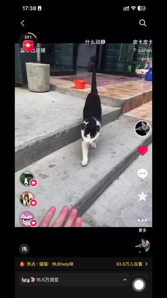 继昨天热火朝天的语音教学后续,我今天去试了,按评论区教的,去叫他,他更不鸟我了😂还是我叫错了🤨#新疆的猫 #pixpix #新疆 #咪咪