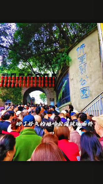 #勒是雾都 鹅岭公园玻璃栈道,盼了好久的鹅岭公园玻璃廊桥,终于在万众期待中开放啦!这几天的公园彻底热闹起来,通往廊桥的路上排起了蜿蜒的长龙,哪怕要稍作等候,大家脸上都带着藏不住的期待——毕竟能一站式解锁重庆的多重美景,谁能不心动呢?
踏上廊桥的瞬间就被惊喜到!脚下是通透的玻璃,身旁是鹅岭独有的清幽绿意,草木清香伴着江风扑面而来,瞬间驱散了排队的疲惫。凭栏远眺,嘉陵江碧波荡漾,两岸的城市天际线错落有致,高楼与绿树相映成趣;而最让人雀跃的是,网红地标李子坝轻轨穿楼的名场面,在这里能看得一清二楚!当橙色轻轨缓缓驶来,穿过楼宇的瞬间,耳边满是快门声和欢呼声,那种将自然清幽、江景壮阔与城市奇观尽收眼底的感觉,真的太治愈太震撼了~