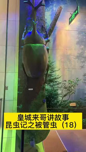 皇城来哥讲故事:昆虫记之被管虫(18)