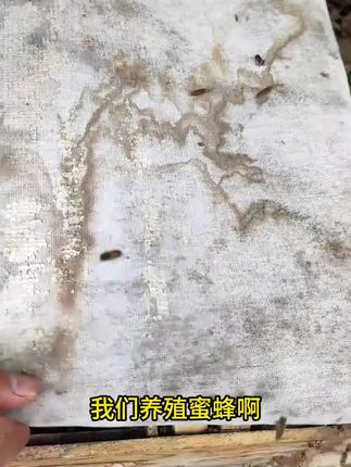 中蜂防虫 防虫木片 清木片养蜂除棉虫专用养殖产品使用#防虫木片#清木养蜂#除棉虫 #养殖产品#养蜂用品