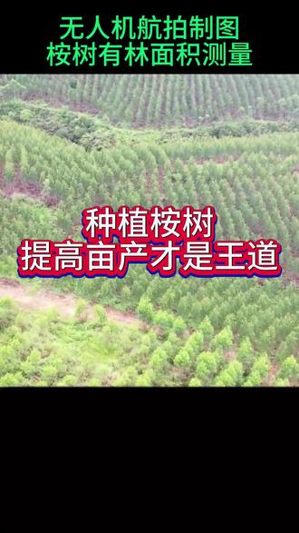 种植桉树,提高亩产才是王道#桉树 #桉树测量 #无人机航拍 #桉树种植