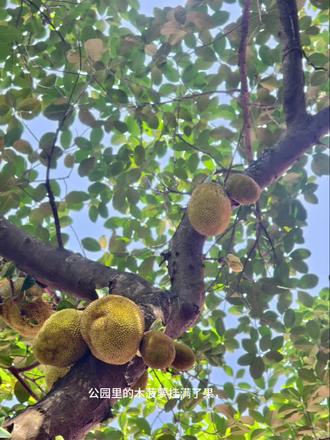 #有想吃的吗 木菠萝成熟了