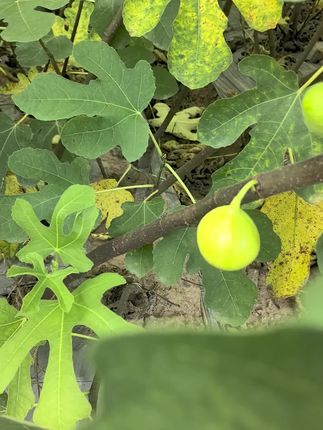 #果树种植 #无花果 #无花果种植 #果树