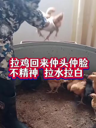 #养殖人 #养鸡#鸡鸭鹅养殖 #抖音养鸡人