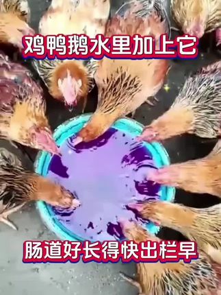 #养鸡技术 #养鸡 #养鸡小妙招 #三农 #养鸡人