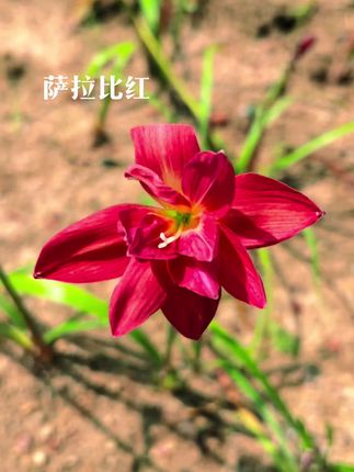 一款红色重瓣的花花它的名字叫 萨拉比红,25米1球#赏花 #原创视频