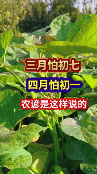 三月怕初七四月怕初一农谚是这样说的 #农业谚语#农谚 #农谚老话 #农业种植 #分享农业知识帮农民增产增收