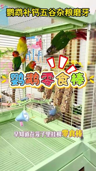 鹦鹉磨牙棒啃咬训练 鹦鹉零食棒大揭秘,这样喂食让爱鸟更健康! #宠物生活 #鸟类饲养技巧 #鹦鹉零食棒 @我要上热门